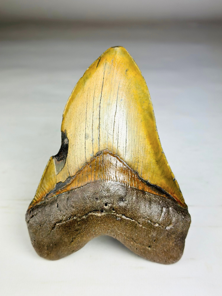 Dente di Megalodon ''Shield of Justice'' (USA) - 13,3 cm