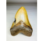 Dente di Megalodon ''Shield of Justice'' (USA) - 13,3 cm