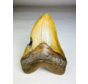 Megalodon tooth ''Shield of Justice'' (USA) - 13,3 cm