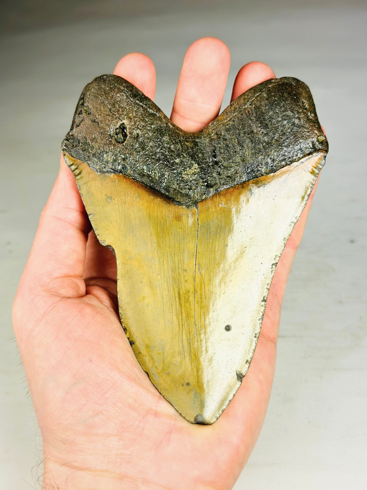 Megalodon tooth ''Shield of Justice'' (USA) - 13,3 cm