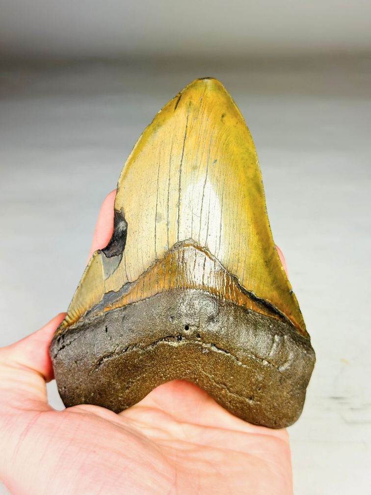 Dente di Megalodon ''Shield of Justice'' (USA) - 13,3 cm