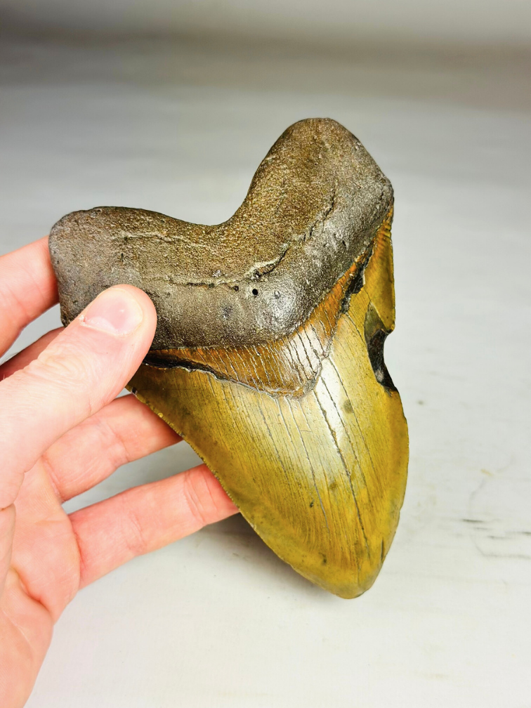 Megalodon tooth ''Shield of Justice'' (USA) - 13,3 cm