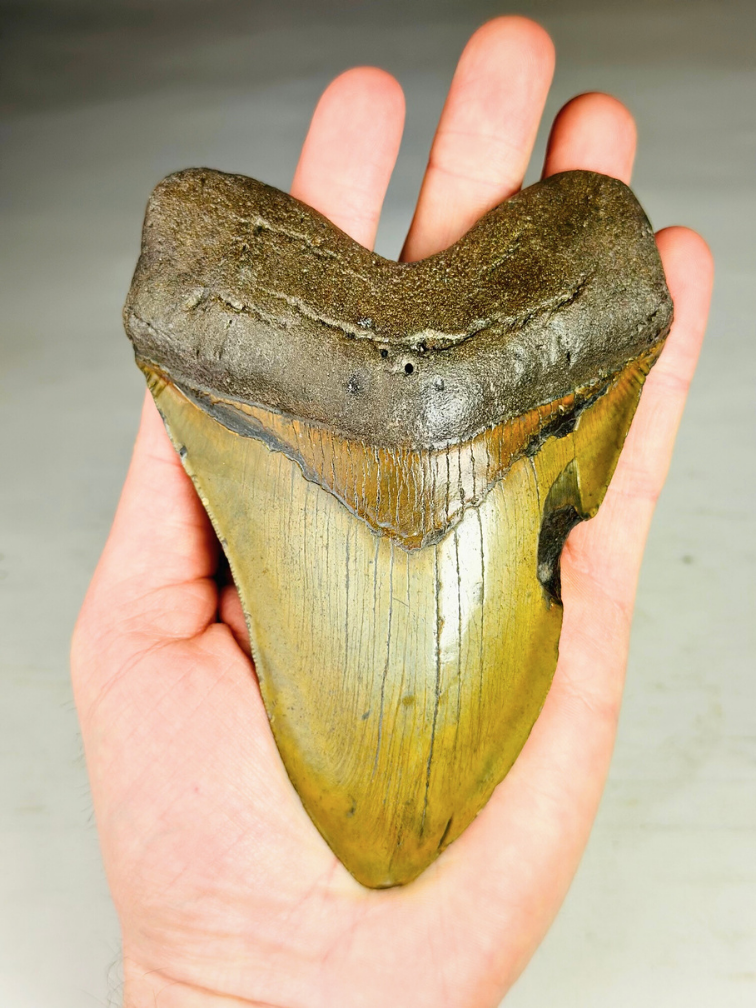 Dente di Megalodon ''Shield of Justice'' (USA) - 13,3 cm