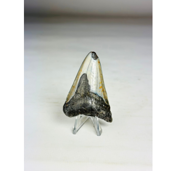 Megalodon-Zahn "Sacred Pointer" (US) - 6,5 cm