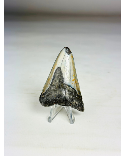 Dente di Megalodon 'Sacred Pointer' (US) - 6,5 cm