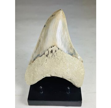 Megalodon tooth "Titan's Blessing" (Indonesia) - 17 cm