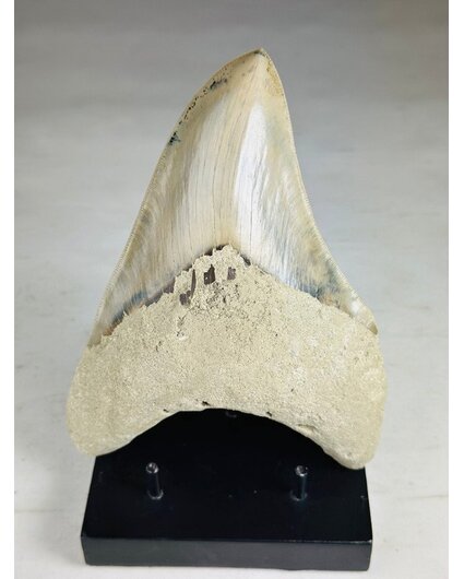 Megalodon tand "Titan's Blessing" (Indonesië) - 17 cm