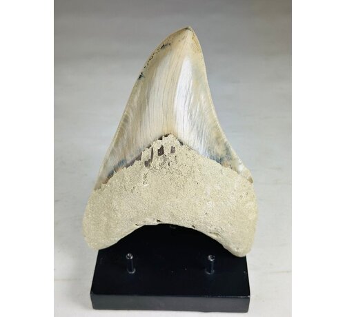 Megalodon tooth "Titan's Blessing" (Indonesia) - 17 cm