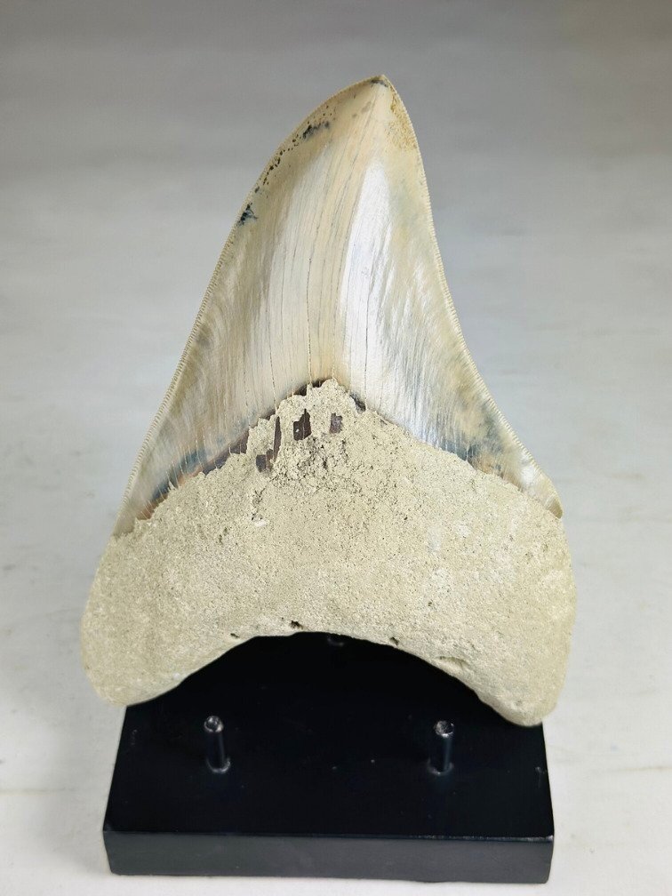 Megalodon-Zahn " Titan's Blessing" (Indonesien) - 17 cm