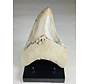 Dente di Megalodon " Titan's Blessing" (Indonesia) - 17 cm