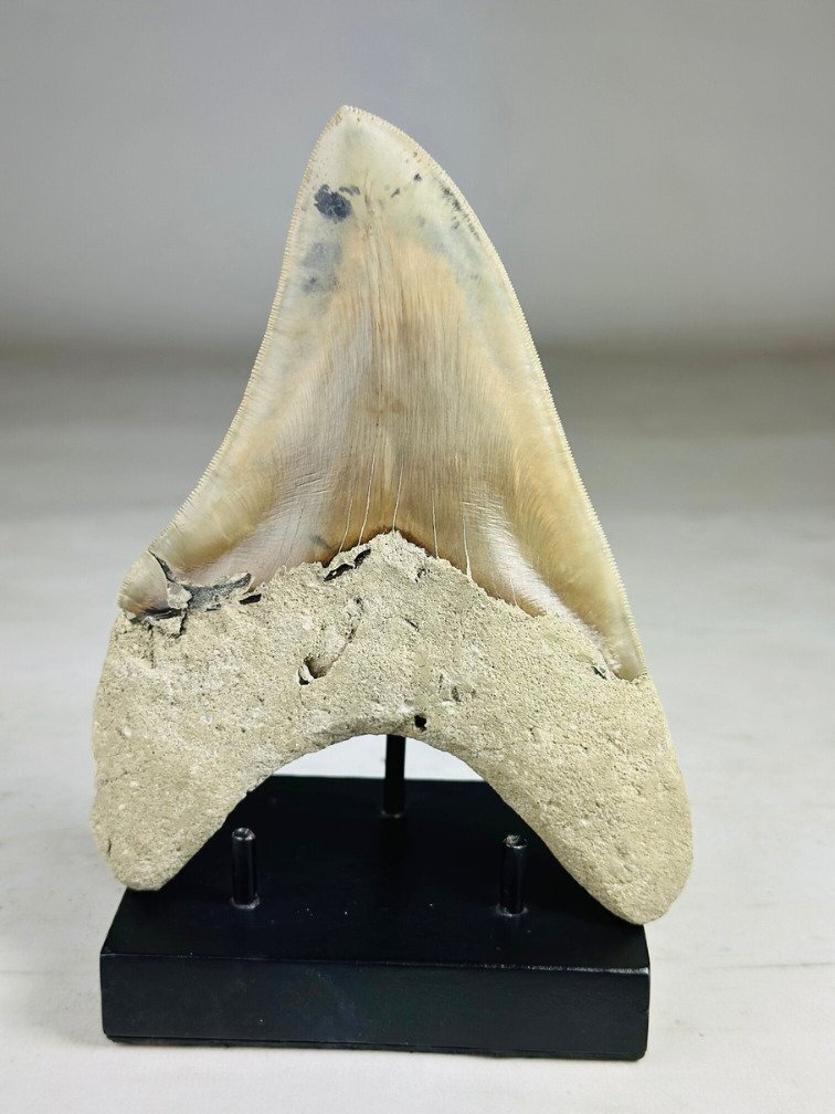 Dente di Megalodon " Titan's Blessing" (Indonesia) - 17 cm