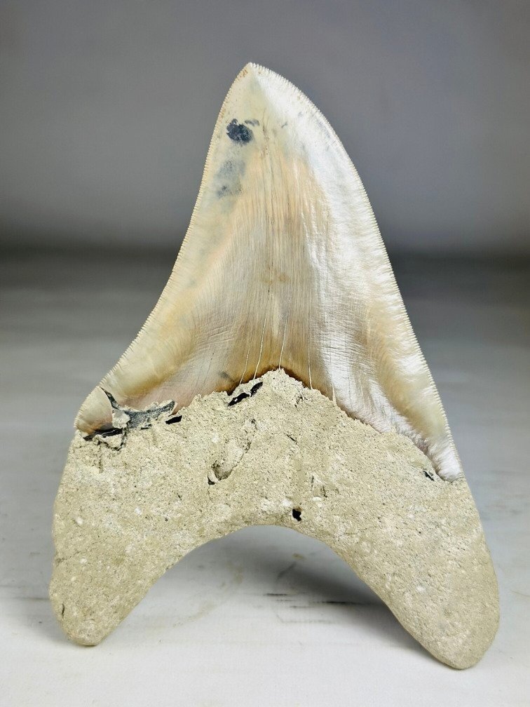 Diente de Megalodon "Titan's Blessing" (Indonesia) - 17 cm