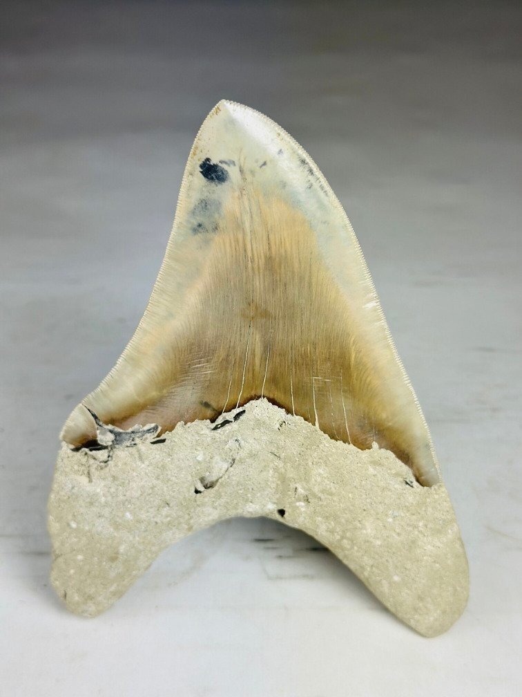 Megalodon tooth "Titan's Blessing" (Indonesia) - 17 cm