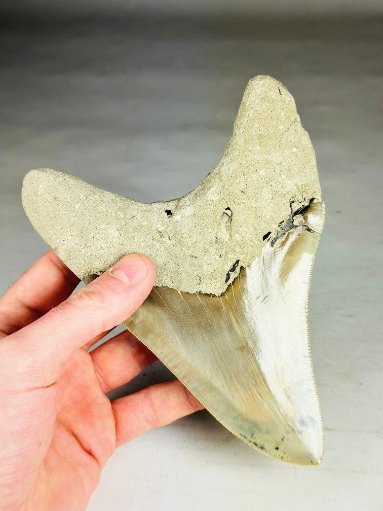 Dente di Megalodon " Titan's Blessing" (Indonesia) - 17 cm