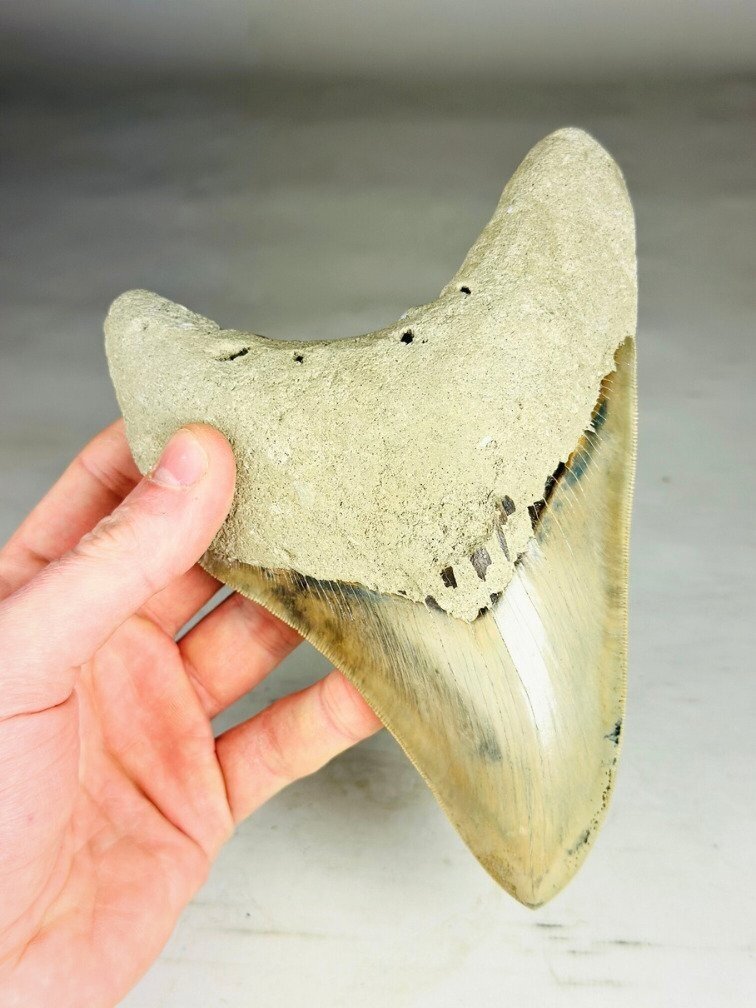 Megalodon tooth "Titan's Blessing" (Indonesia) - 17 cm