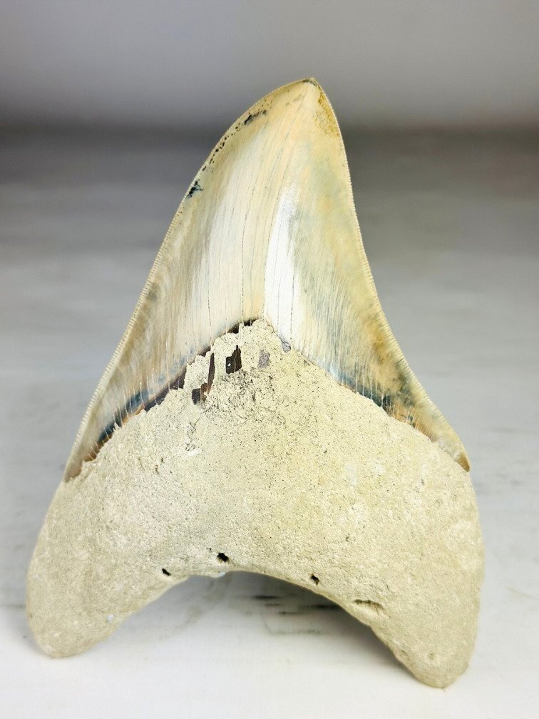 Dente di Megalodon " Titan's Blessing" (Indonesia) - 17 cm