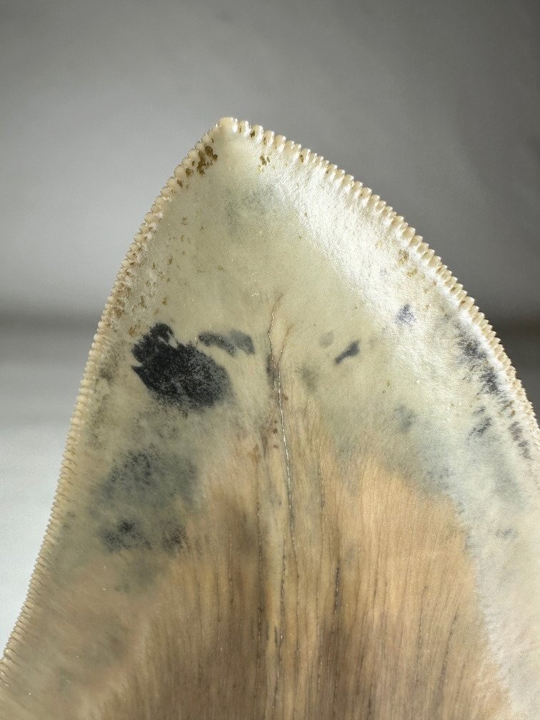 Megalodon tooth "Titan's Blessing" (Indonesia) - 17 cm