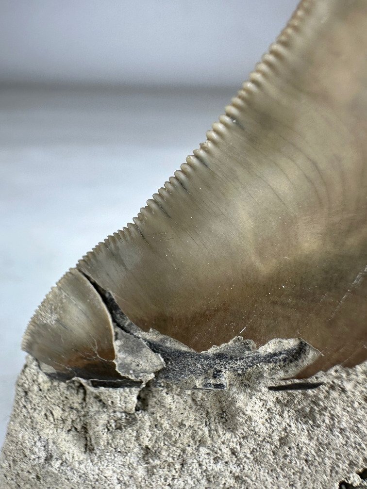 Megalodon tooth "Titan's Blessing" (Indonesia) - 17 cm