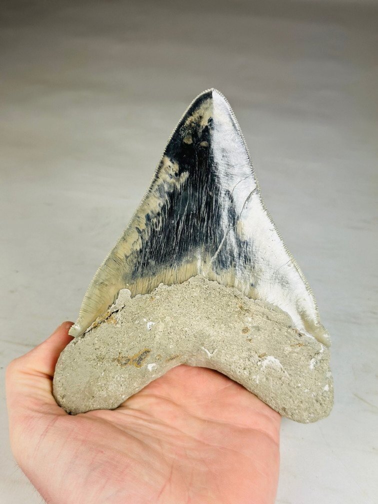 Dente di Megalodon " Giant's Blade" (Indonesia) - 15,3 cm