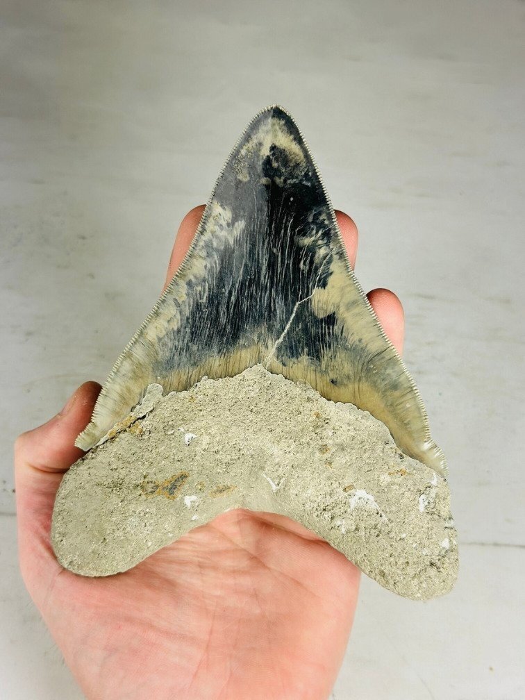 Dente di Megalodon " Giant's Blade" (Indonesia) - 15,3 cm