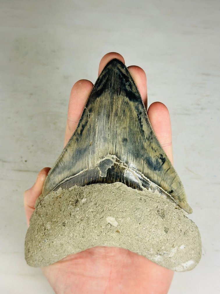 Dente di Megalodon " Giant's Blade" (Indonesia) - 15,3 cm