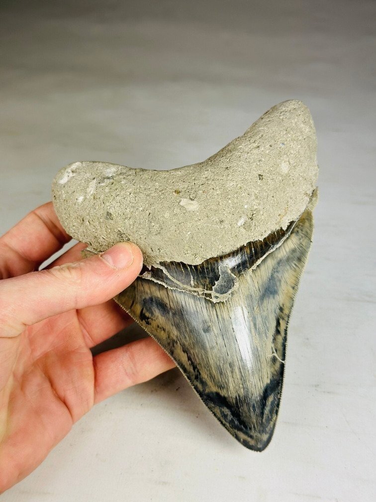 Megalodon Tooth "Giant's Blade" (Indonesia) - 15,3 cm