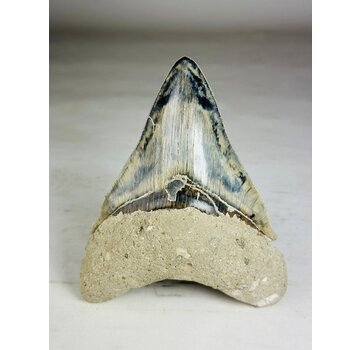 Dente di Megalodon " Giant's Blade" (Indonesia) - 15,3 cm