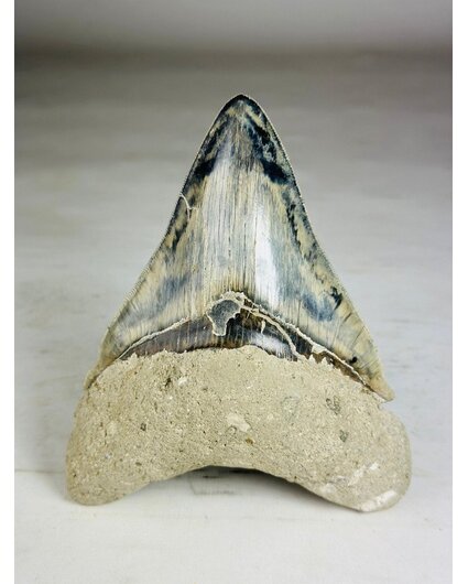 Megalodon Tooth "Giant's Blade" (Indonesia) - 15,3 cm