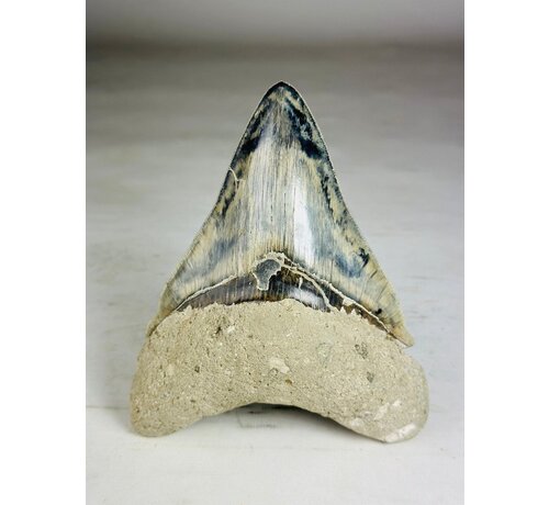 Dente di Megalodon " Giant's Blade" (Indonesia) - 15,3 cm