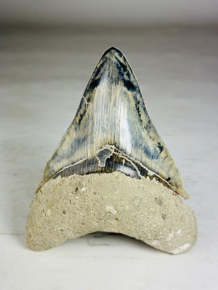 Dente di Megalodon " Giant's Blade" (Indonesia) - 15,3 cm