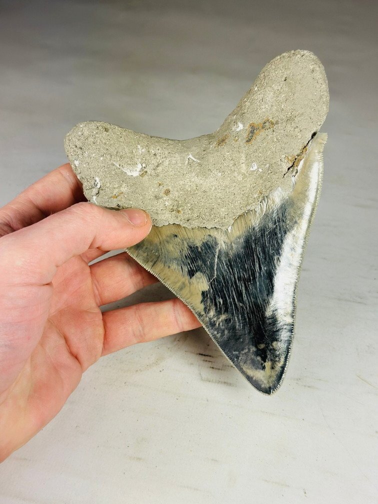 Dente di Megalodon " Giant's Blade" (Indonesia) - 15,3 cm