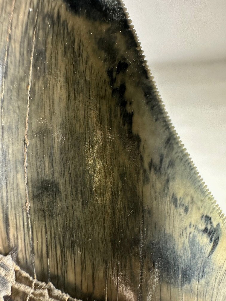 Dente di Megalodon " Giant's Blade" (Indonesia) - 15,3 cm