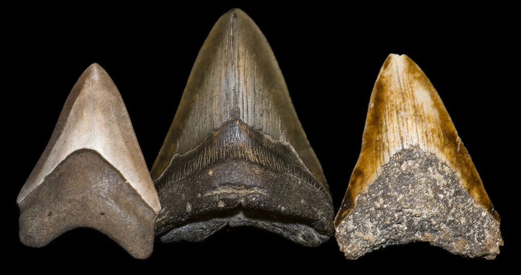 Dove si possono acquistare i denti di Megalodon?