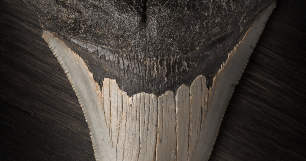 Waarin verschillen de Megalodontanden uit bone valley in vergelijking met andere tanden