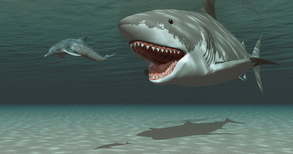 How often did a Megalodon eat?