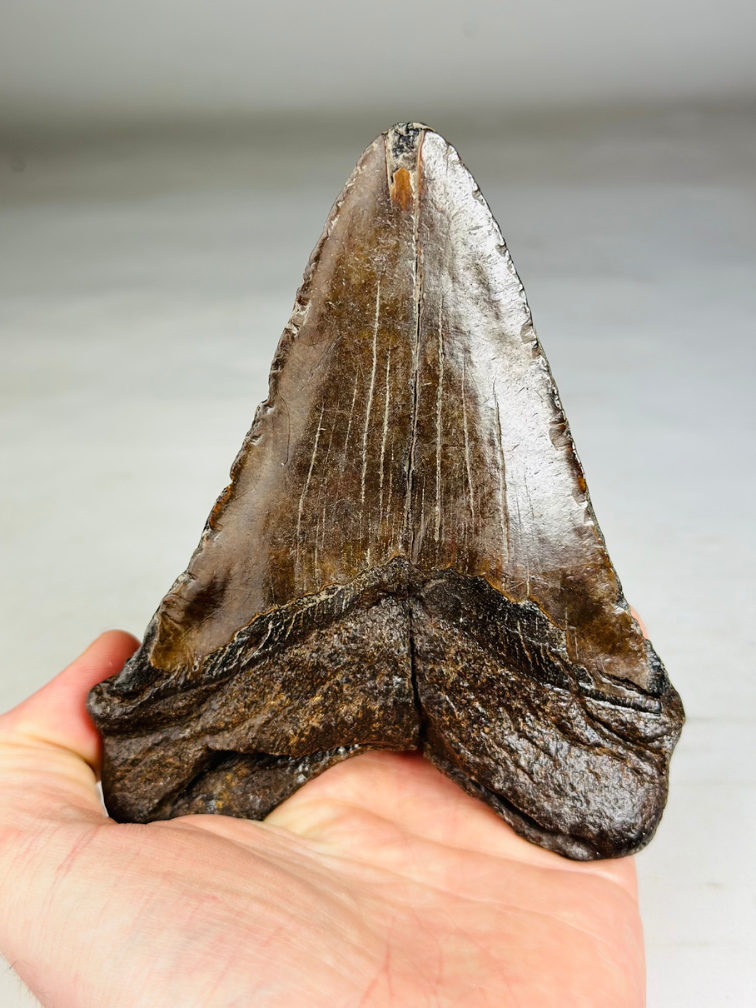 Megalodon-Zahn ''Iron Restored'' (USA) - 13,4 cm
