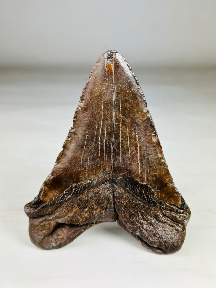 Dent de mégalodon ''Iron Restored'' (USA) - 13,4 cm