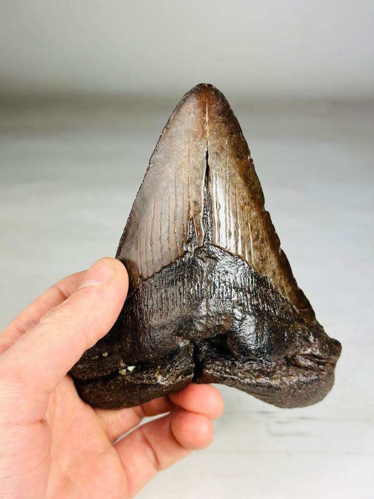Megalodon tooth ''Iron Restored'' (USA) - 13,4 cm