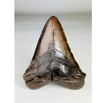 Megalodon tand ''Iron Restored'' (VS) - 13,4 cm