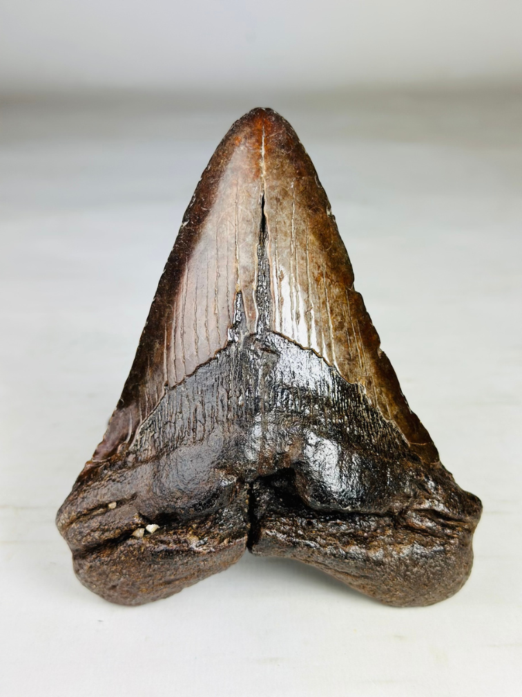 Dente di Megalodon ''Iron Restored'' (USA) - 13,4 cm