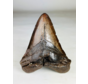 Dent de mégalodon ''Iron Restored'' (USA) - 13,4 cm