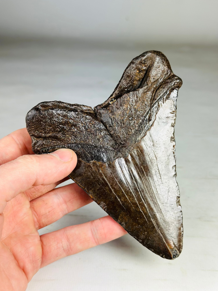 Megalodon tooth ''Iron Restored'' (USA) - 13,4 cm