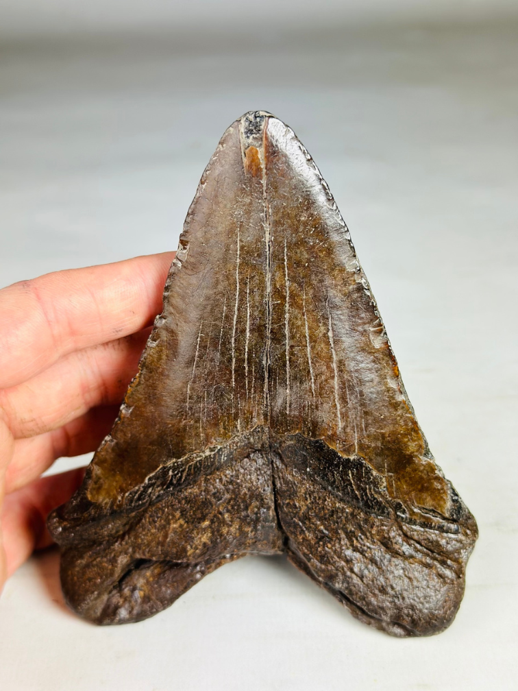 Megalodon tand ''Iron Restored'' (VS) - 13,4 cm