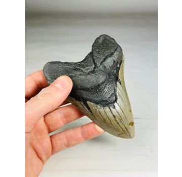 Dent de Megalodon "The Giant" (USA) - 12.3 cm (4.84 in)