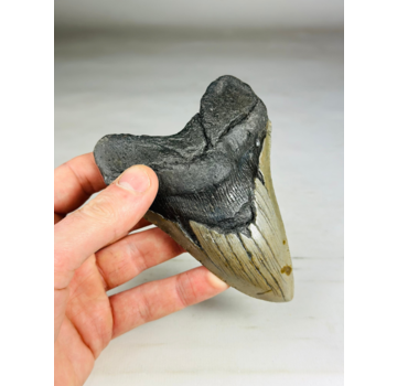 Megalodon tand 'The Giant'  (VS) - 12,3 cm (4,84 inch)