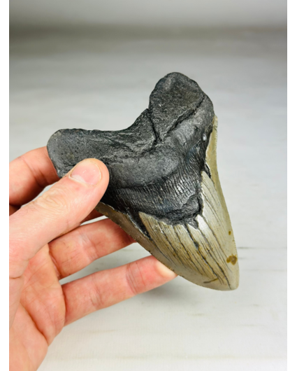 Megalodon tand 'The Giant'  (VS) - 12,3 cm (4,84 inch)