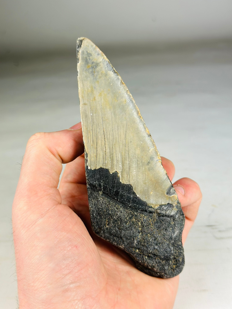 Megalodon Tooth "Ogre's Delusion" (US) - 13,8 cm