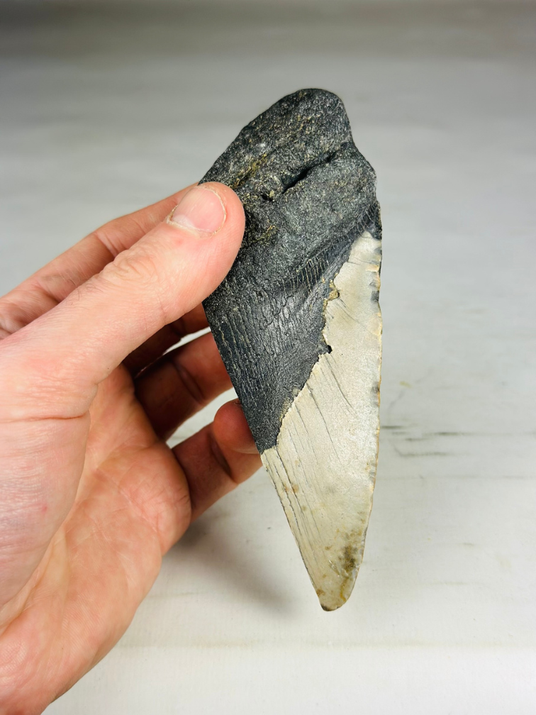 Megalodon Tooth "Ogre's Delusion" (US) - 13,8 cm