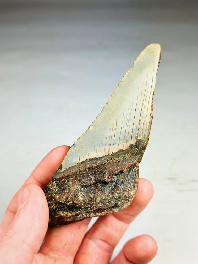 Megalodon Tooth "The Key" (US) - 12,2 cm