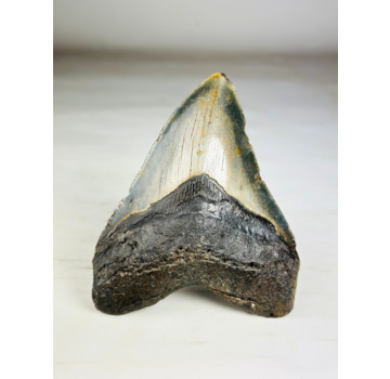 Megalodon-Zahn 'Abyssal Sorrow' (US) - 12,4 cm